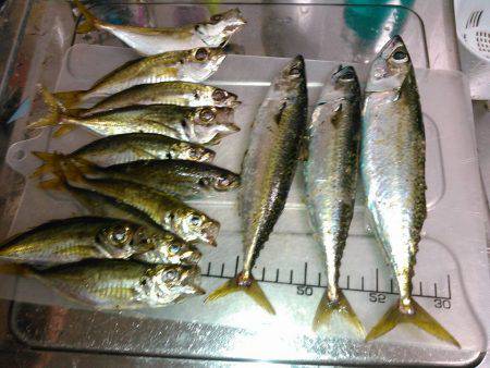 癒しのアジング！❤